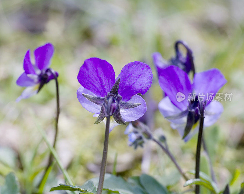 野生三色堇(Viola tricolor) (Heartsease)花